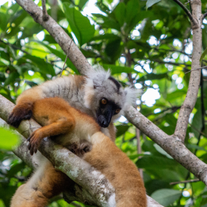 Lokobe nature special reserve places, places to go in Madagascar