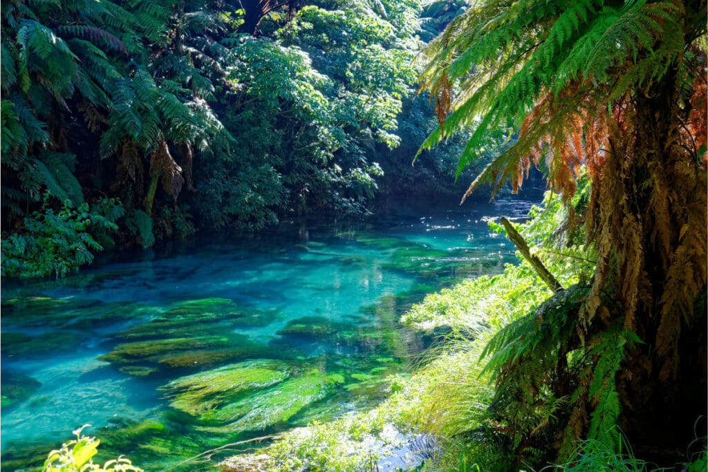 Hidden Places Around the World, A clear water stream flowing through a forested area with green ferns and rocks visible underwater.