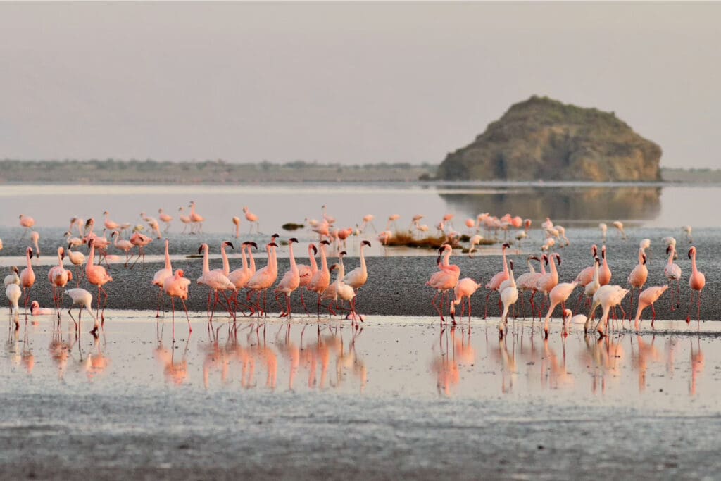 Hidden Places Around the World,A group of pink flamingos standing in shallow water at Lake Natron, Tanzania.