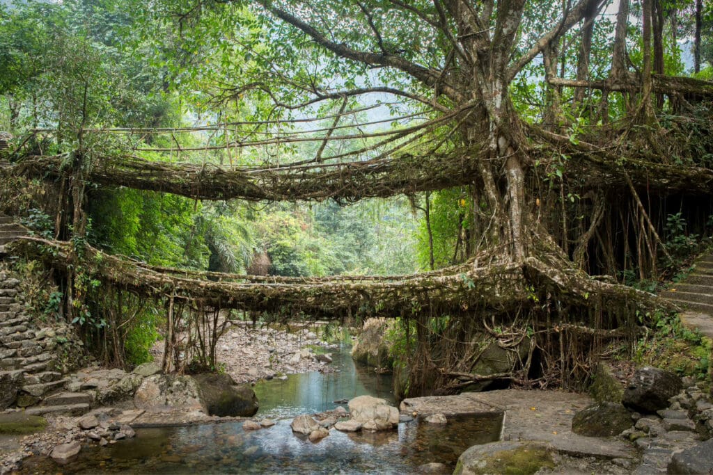 Two living root bridges made from tree roots crossing over a stream in Meghalaya, India.